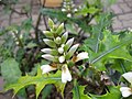 Profile Picture of Acanthus ebracteatuson Wikipedia