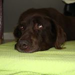 Profile Picture of Sonia (@gavasci) on Instagram