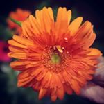 Profile Picture of kasi viswanath reddy (@kasi_reddy_01) on Instagram