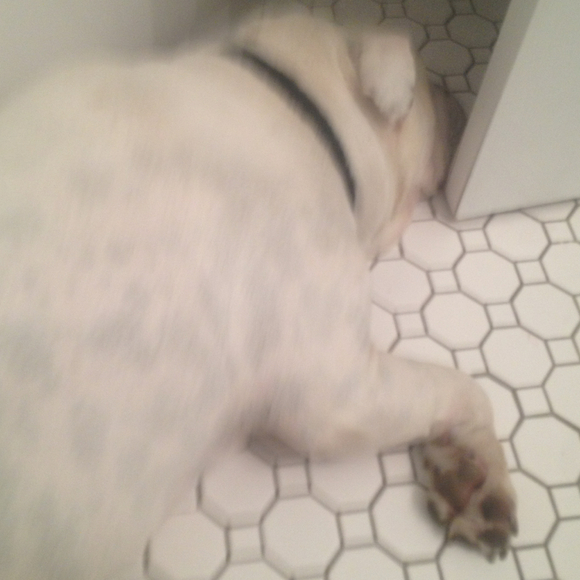 Profile Picture of Arlene Carpiniello (@arlenecarp09) on Poshmark