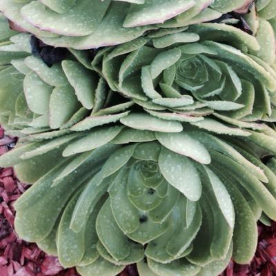 Profile Picture of Cindy Voller (@vollerc) on Twitter