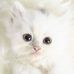 Profile Picture of Shirley Lester (@shirley.lester.5283) on Facebook