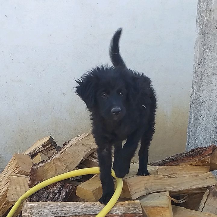 Profile Picture of Luca Fiscella (@luca_f_iscella) on Tiktok