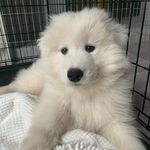 Profile Picture of Wayne (@wayne.the.cloud) on Instagram
