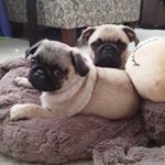 Profile Picture of Ralph and Winnie (@ralphandwinniethepugs) on Instagram
