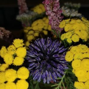 Profile Picture of Nancy Freiberg (@freiberg_nancy) on Twitter