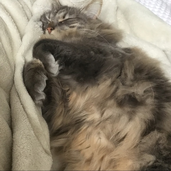 Lucy Cornell - Poshmark Profile Picture of Lucy Cornell (@lucycorn130) on Poshmark