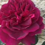 Profile Picture of Isabelle Corson (@isabelle.corson.98) on Facebook