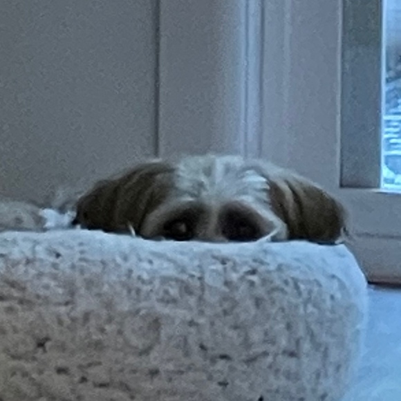 Profile Picture of Rebecca Salamone (@rebeccasal75) on Poshmark