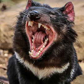 Profile Picture of Robert Bird (@roboticbird_) on Twitter