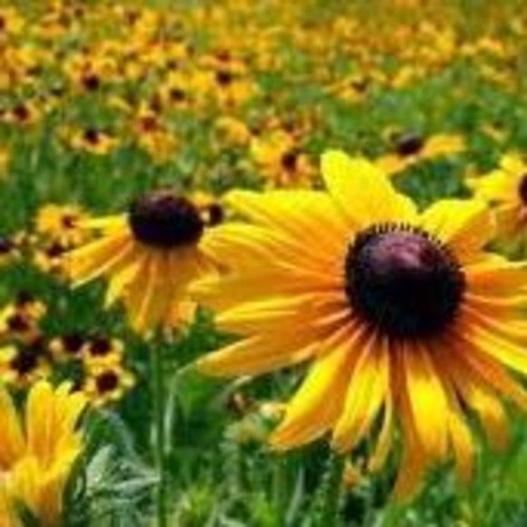 Profile Picture of Antonette Spilker (@spilkerann) on Poshmark