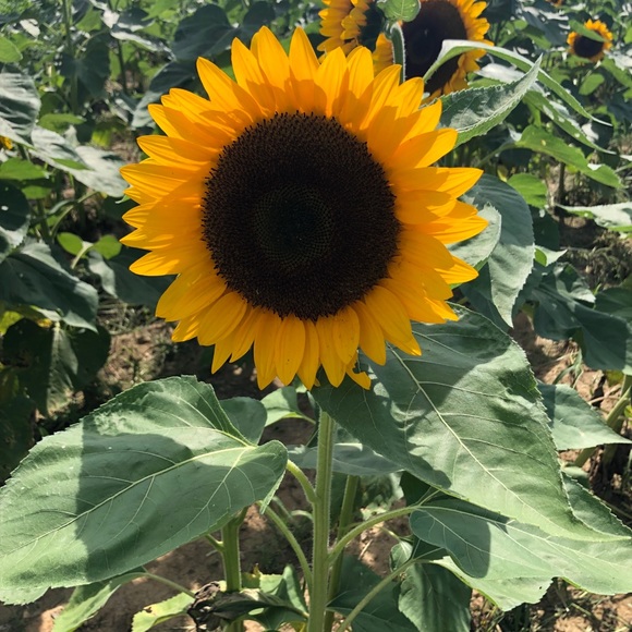 Profile Picture of Shannon Hansen (@bradys100) on Poshmark