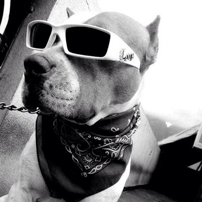 Profile Picture of Cookoo (@LlerasDavid) on Twitter