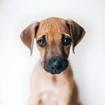 Profile Picture of Leia the Rhodesian Ridgeback (@halloleia) on Instagram