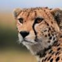 Profile Picture of Adrian Tudor Mitroi (@adrian-tudor-mitroi) on Quora