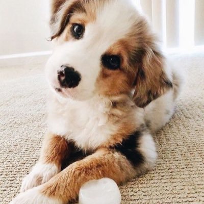 Profile Picture of Patrick Witham (@PatrickWitham4) on Twitter