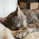 Profile Picture of |Harvey Schmidlap| (@snugglepotato) on Instagram