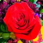 Profile Picture of Celia McCullough (@mccullough.celia) on Instagram