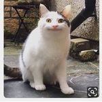 Profile Picture of Lori Wilkison (@loriwilki) on Instagram