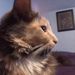 Profile Picture of Lori Wirth (@lori3225) on Pinterest