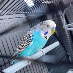 Profile Picture of Patrick Mullan (@patrick.mullan) on Tiktok