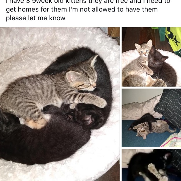 Profile Picture of Toni Madgey (@tonimadgey1010) on Poshmark