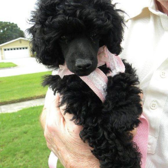 Profile Picture of Doris Monk (@dorismonk) on Poshmark