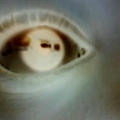 Profile Picture of Koala Lover (@myaturner55) on Twitter