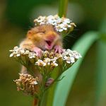 Profile Picture of Khin Sophea (@sophea5950) on Instagram