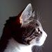 Profile Picture of Mandy Keckler (@keckler2102) on Pinterest