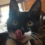 Profile Picture of Tom And Jerry (@life_with_seven_cats) on Instagram