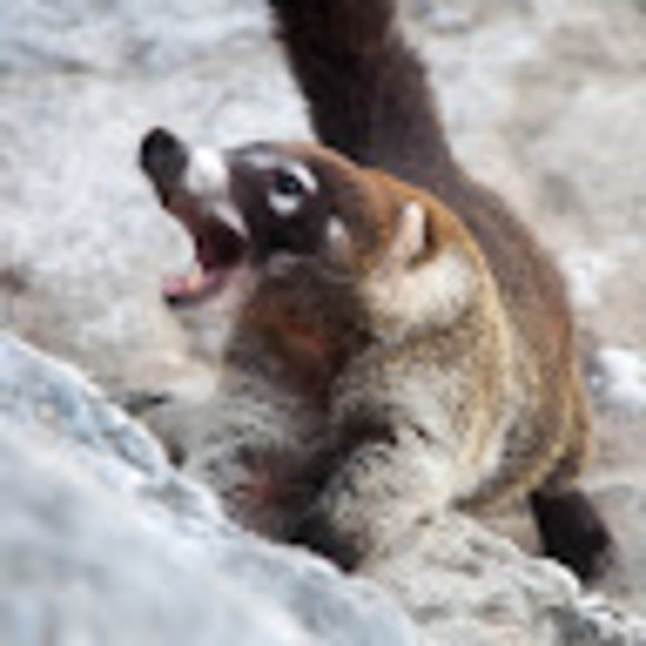 Profile Picture of Seth Abraham (@sethxabe) on Poshmark