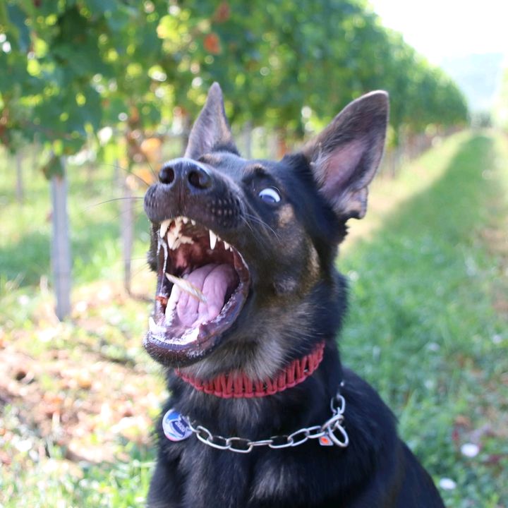 Michael Stanko - Tiktok Profile Picture of Michael Stanko (@perfectglassdesigns) on Tiktok