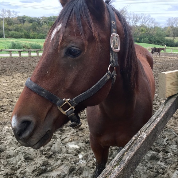 Profile Picture of Tina Prorok (@tinaprorok) on Poshmark