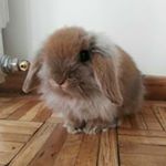 Profile Picture of shelby_loop (@shelby_loop) on Instagram