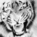 Profile Picture of Steven Tiger (@steven.tiger.3) on Facebook