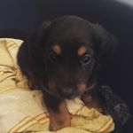 Profile Picture of Ginger Lopez (@_ginger_lopez_) on Instagram
