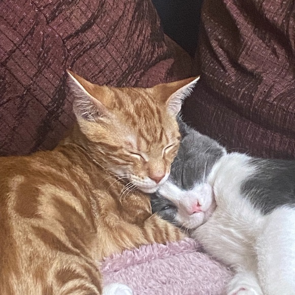 Lilith Lamica - Poshmark Profile Picture of Lilith Lamica (@lilithlamica) on Poshmark