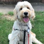 Profile Picture of Shae (@4paws_shae) on Instagram