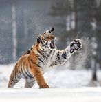 Profile Picture of TYGER GEORGE (@tyger.george.2024) on Facebook