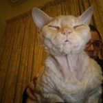 Profile Picture of Allison Macpherson (@smittycat) on Instagram