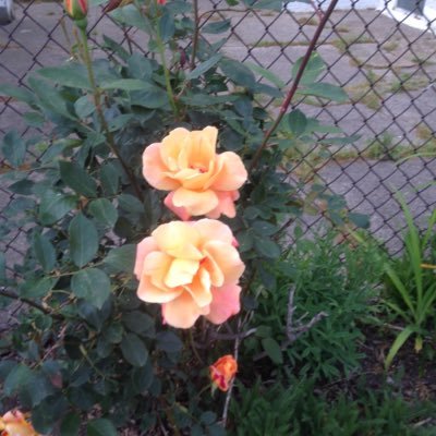 Profile Picture of Beverly Collier (@Ann52216) on Twitter