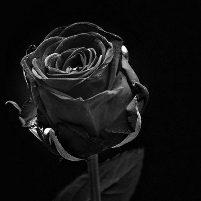 Profile Picture of Boni Alexandre (@BoniAlexandre1) on Twitter