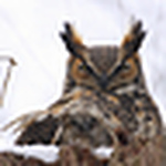 Profile Picture of Arnold Koenig (@AJKPICTURES) on Flickr