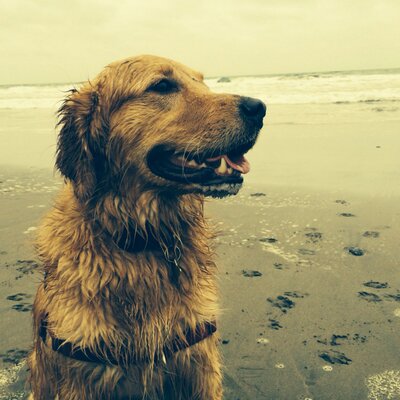 Profile Picture of Alexander Moskovitz (@AlexMoskovitz) on Twitter