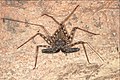 Profile Picture of Damon (arachnid)on Wikipedia