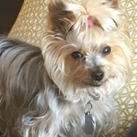 Profile Picture of Lucy Gammon (@elgammon1978) on Pinterest
