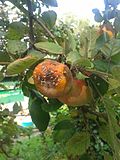 Profile Picture of Monilinia laxaon Wikipedia