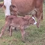 Profile Picture of Alfonzo Calvo (@alfonzo.calvo.770871) on Facebook