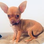 Profile Picture of Kim Pino Martinez (@kimlittlep) on Instagram